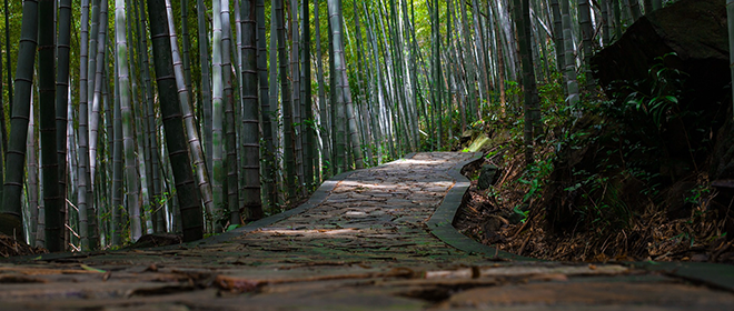 Gli spazzolini in bamboo sono davvero sostenibili? – R5 Living